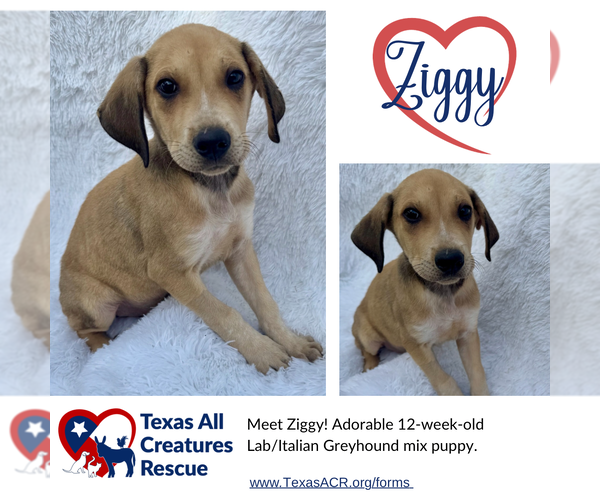 Medium Photo #1 Italian Greyhound-Labrador Retriever Mix Puppy For Sale in Lillian, TX, USA