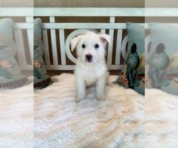 Medium Photo #2 Mutt Puppy For Sale in Oak Bluffs, MA, USA
