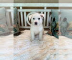 Small #1 Mutt