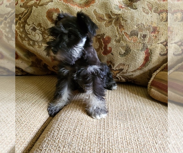 Medium Photo #4 Schnauzer (Miniature) Puppy For Sale in TENAHA, TX, USA