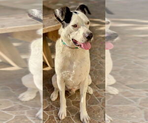 Snoopy - Male Mutt Dog for Adoption - Photo #2