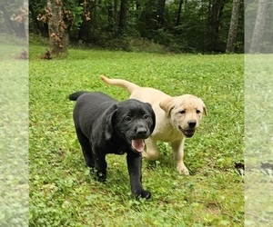 Labrador Retriever Puppy for sale in MT AIRY, NC, USA