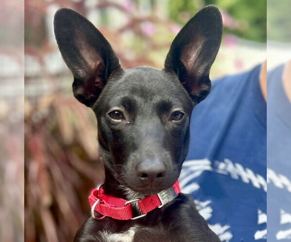 Medium Photo #10 Mutt Puppy For Sale in Canton, CT, USA