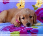 Small Photo #4 Golden Retriever Puppy For Sale in CLAY, PA, USA
