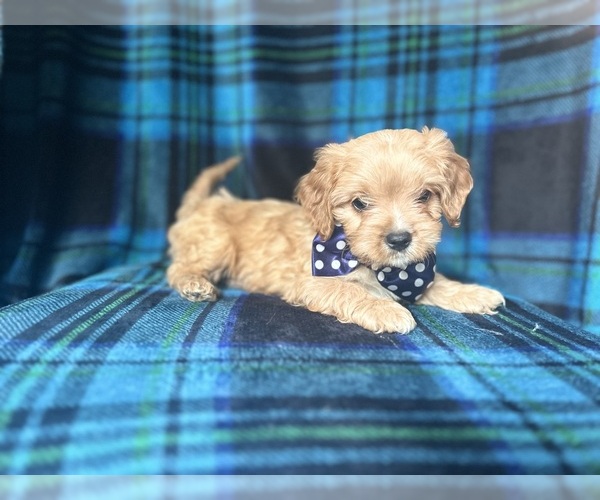 Medium Photo #5 Cavapoo Puppy For Sale in LAKELAND, FL, USA
