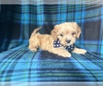 Small #4 Cavapoo