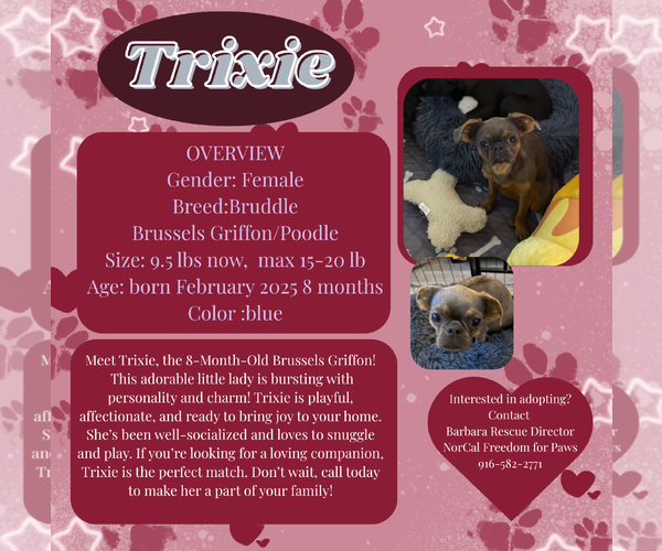 Medium Photo #1 Brussels Griffon-Poodle (Miniature) Mix Puppy For Sale in Rancho Cordova, CA, USA
