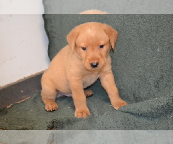Medium Photo #2 Labrador Retriever Puppy For Sale in GREENWOOD, WI, USA