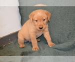 Small #1 Labrador Retriever