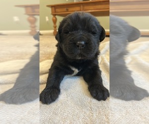 Newfoundland Puppy for sale in RAYMOND, ME, USA