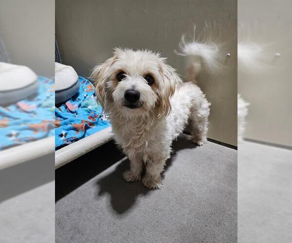 Medium Photo #2 Havanese-Unknown Mix Puppy For Sale in Frisco, CO, USA