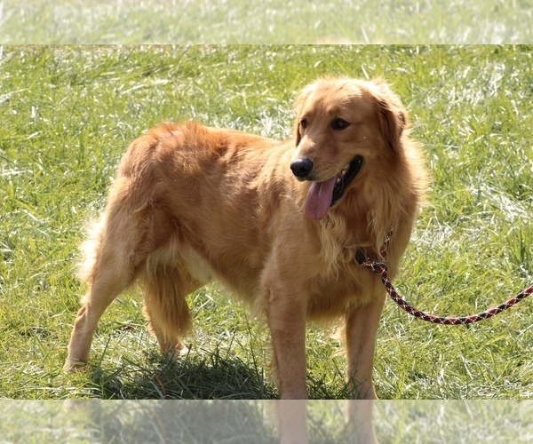 Medium Photo #1 Golden Retriever Puppy For Sale in NEOLA, WV, USA