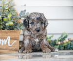 Puppy Macy Goldendoodle (Miniature)