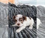 Small #6 Yorkshire Terrier