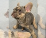 Puppy Unc M French Bulldog