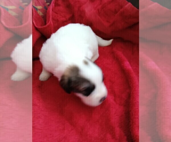 Medium Photo #14 Great Pyrenees Puppy For Sale in BANCROFT, WI, USA