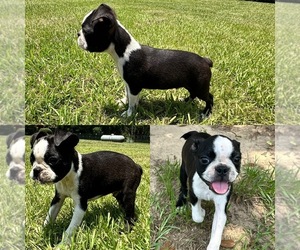 Boston Terrier Puppy for sale in LUCEDALE, MS, USA