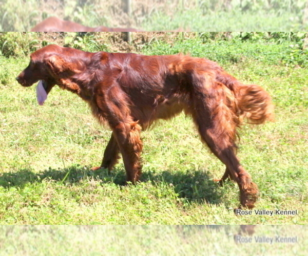 Medium Photo #1 Irish Setter Puppy For Sale in EXCELSIOR SPRINGS, MO, USA