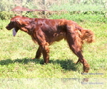 Small Photo #1 Irish Setter Puppy For Sale in EXCELSIOR SPRINGS, MO, USA