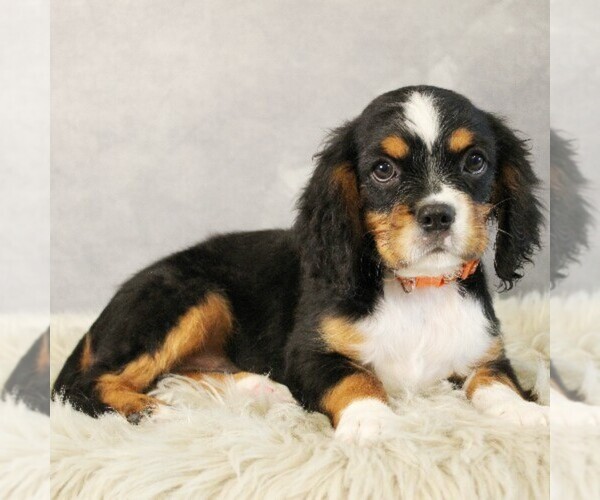 Medium Photo #3 Bernese Mountain Dog-Cavalier King Charles Spaniel Mix Puppy For Sale in COATESVILLE, PA, USA