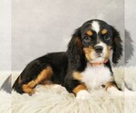 Small #2 Bernese Mountain Dog-Cavalier King Charles Spaniel Mix