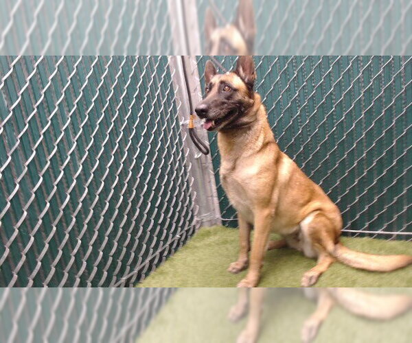 Medium Photo #1 Mutt Puppy For Sale in Downey, CA, USA