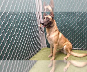 Mutt Dogs for adoption in Downey, CA, USA