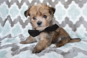 Havashire Puppy for sale in LANCASTER, PA, USA
