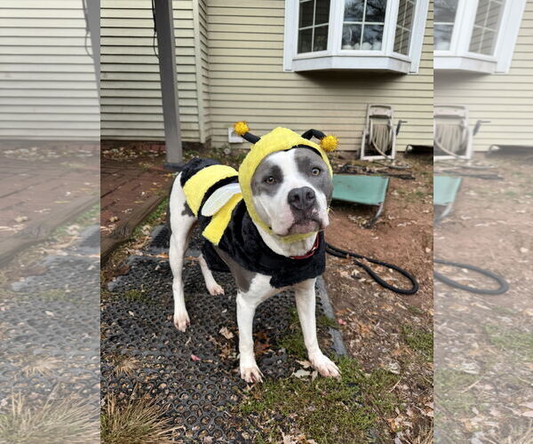 Medium Photo #2 Mutt Puppy For Sale in Doylestown, PA, USA