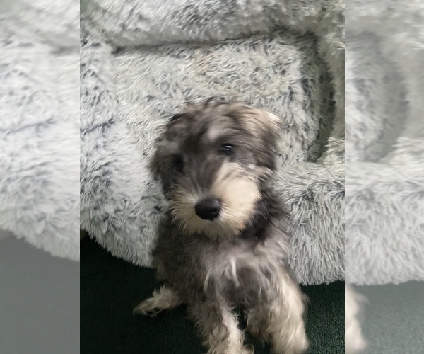 Medium Photo #41 Schnauzer (Miniature) Puppy For Sale in CAMBRIDGE, MA, USA