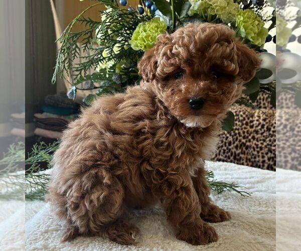 Medium Photo #3 Poodle (Toy) Puppy For Sale in PARADISE, PA, USA