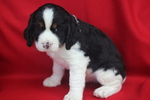 Puppy 5 English Springer Spaniel