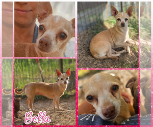 Chihuahua Dogs for adoption in Blacksburg, SC, USA