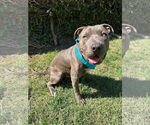 Small #1 American Pit Bull Terrier-Chinese Shar-Pei Mix