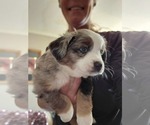 Small #6 Miniature Australian Shepherd