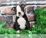 Small Boston Terrier