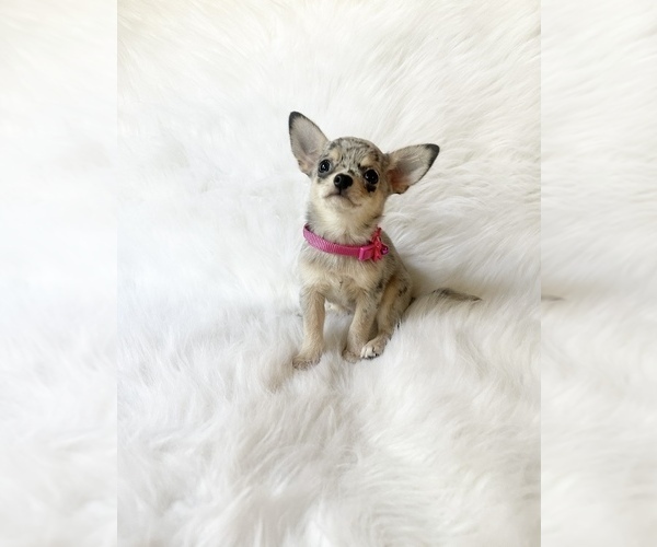 Medium Photo #7 Chihuahua Puppy For Sale in SACRAMENTO, CA, USA