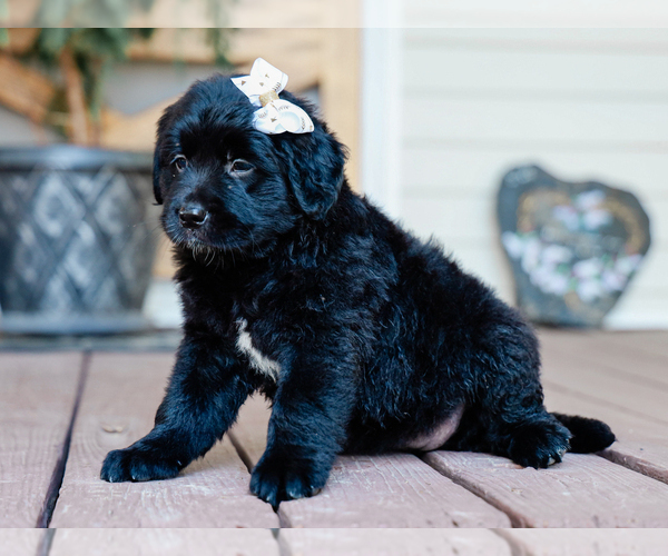 Medium Photo #3 Australian Retriever Puppy For Sale in LIBERTY, KY, USA