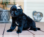 Small #2 Australian Retriever