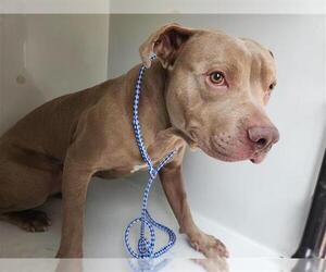 American Pit Bull Terrier-Unknown Mix Dogs for adoption in Houston, TX, USA