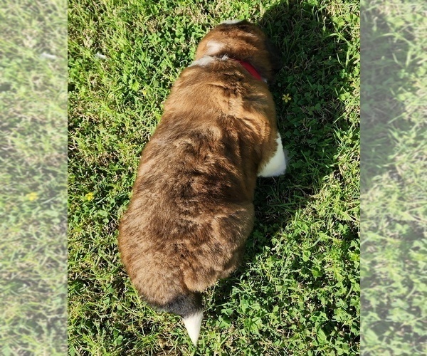 Medium Photo #54 Saint Bernard Puppy For Sale in TURLOCK, CA, USA