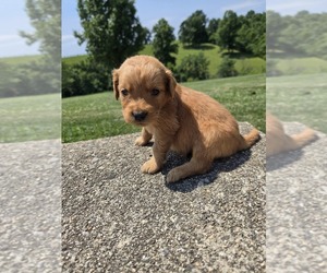 Golden Retriever Puppy for sale in WILLIAMSTOWN, KY, USA