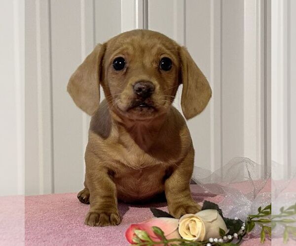 Medium Photo #1 Dachshund Puppy For Sale in FREDONIA, PA, USA