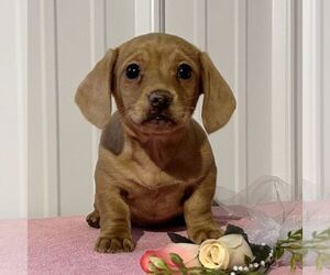 Dachshund Puppy for sale in FREDONIA, PA, USA