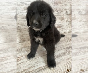 Golden Mountain Dog Puppy for sale in TILDEN, NE, USA