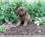 Puppy Dakota Maltipoo