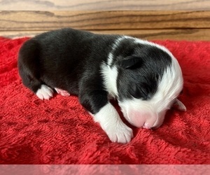 Boerboel Puppy for sale in LODA, IL, USA