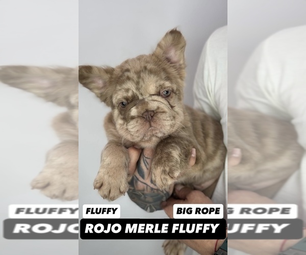 Medium Photo #5 French Bulldog Puppy For Sale in NEWPORT BEACH, CA, USA