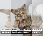 Small #4 French Bulldog