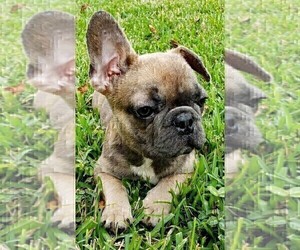 French Bulldog Puppy for sale in TAMPA, FL, USA
